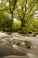 Shaugh Prior