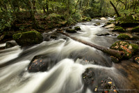 Shaugh Prior